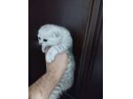 Cuccioli di gatti schottish e fold