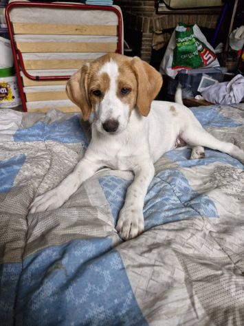 Daisy cucciola - Foto 3