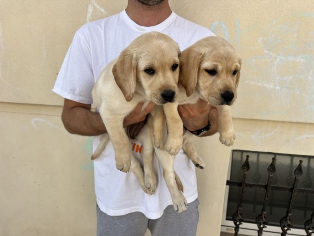 Cuccioli di Labrador Retriever - Foto 6