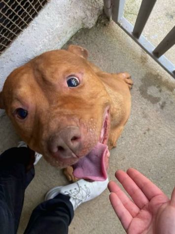 EMMER UNA NUOVA VITA, CANE IN ADOZIONE - Foto 2