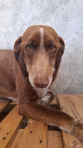 CHOCOLATE 4 ANNI - Foto 2