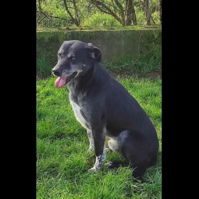 MAI SCELTO: DISCRETO E PACATO CAGNOLINO IN ADOZIONE TAGLIA MEDIO CONTENUTA - Foto 2