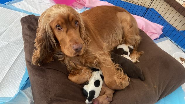 Cuccioli cocker