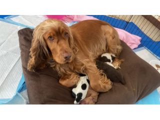 Cuccioli cocker