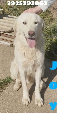 Joy pastore maremmano in adozione cerca da tanto tempo una casa - Foto 7