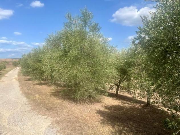Annesso agricolo in vendita a Asciano 40 mq Rif: 1431968 - Foto 2