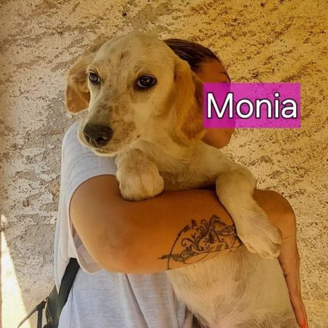 HURRA' E MONIA INVISIBILI FRA GLI INVISIBILI CAGNOLINE IN ADOZIONE - Foto 10