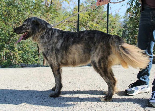 BICE 8 ANNI TAGLIA GRANDE - Foto 4