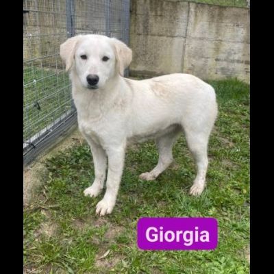 GIGIA E GIORGIA DOLCI E AFFETTUOSE CAGNOLINE IN ADOZIONE - Foto 3