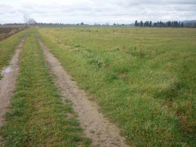 Terreno agricolo alla Rugginosina - GROSSETO- - Foto 6