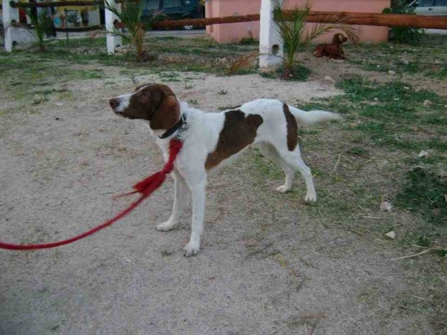 SVEVO, cane vitale e dolcissimo - Foto 5