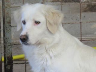GRIDO, splendido mix golden