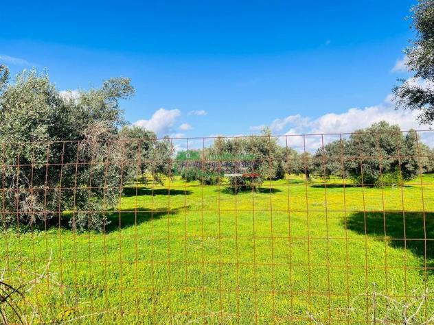 Rif:2660 - Terreno Agricolo con Caseggiati e Uliveto Secolare – Zona Pedalino/Vittoria - Foto 3