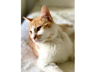Red meraviglioso gattino cerca famiglia x sempre
