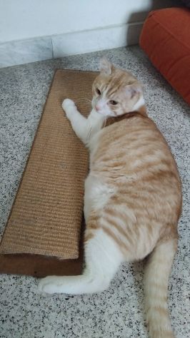 CAMILLO, micio adorabile, rosso e bianco - Foto 4