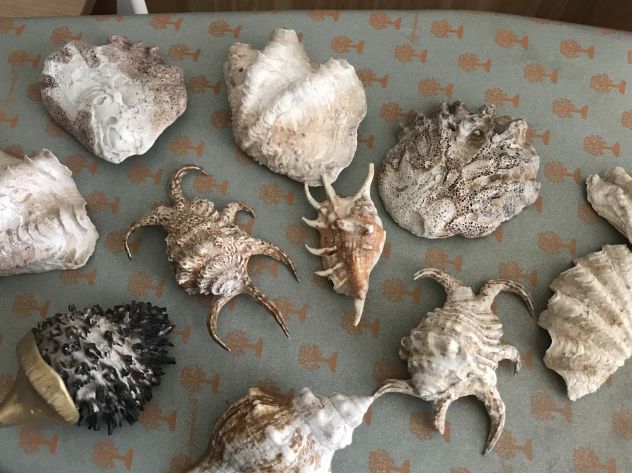 Collezione conchiglie - Foto 4