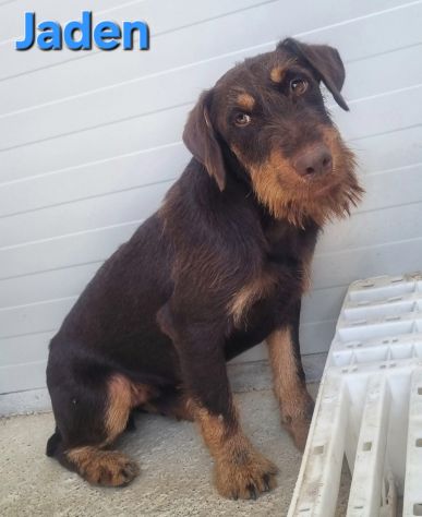 JADEN,Jagd terrier - Foto 5