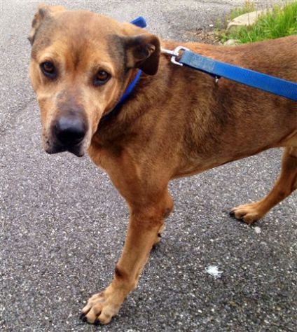 LOTTI, adozione del cuore - Foto 3