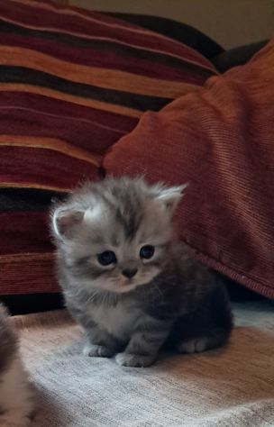 Gattini  persiani - Foto 6