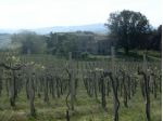 Azienda agricola in vendita a San Gimignano 2090000 mq  Rif: 638396