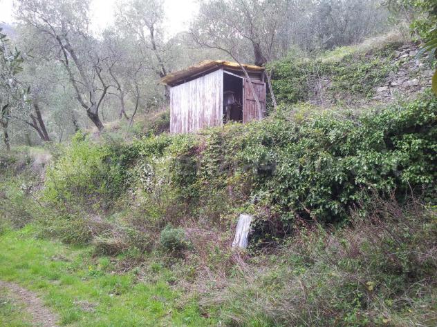 Alassio, terreno collinare vista mare, con piccolissimo rustico. - Foto 2