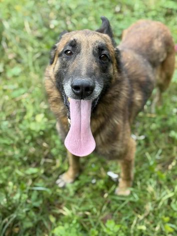 NARA &amp; AIRON: PASTORI BELGA MALINOIS dolcissimi! - Foto 7