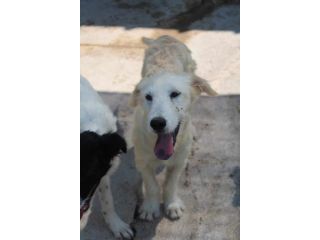 CRILLIN CUCCIOLO SIMIL SPINONE 6/7 MESI
