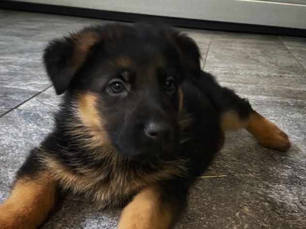 Cuccioli di pastore tedesco - Foto 6