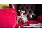chihuahua chihuahua