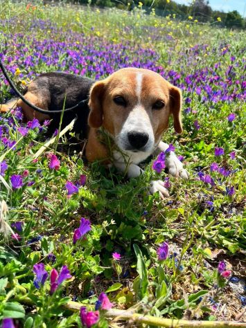 Penny beagle taglia piccola 10 kg - Foto 3