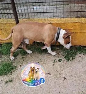 Amstaff 5anni bellissimo DAL LETTO AL BOX! CASERTA - Foto 2