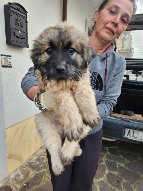 BELL, CUCCIOLA DI DUE MESI - Foto 2