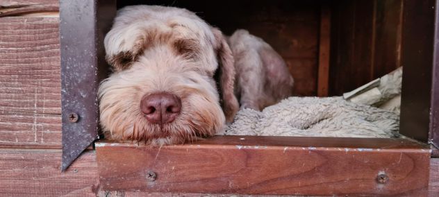 Gigi simil lagotto