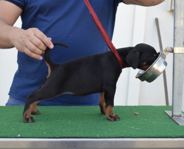 cuccioli di dobermann di altissima genealogia