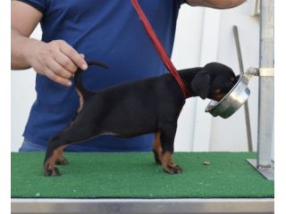 cuccioli di dobermann di altissima genealogia