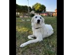 NEVE MERAVIGLIOSA CAGNOLINA IN ADOZIONE