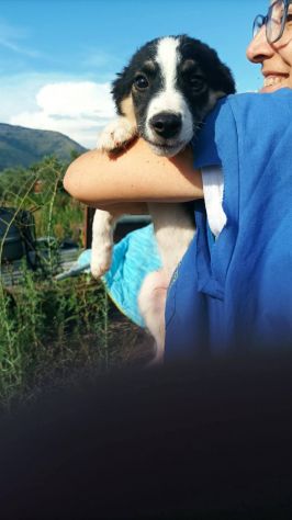 Choco cucciolo mix pastore australiano border collie - Foto 2