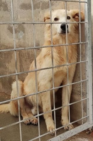 CANE IN ADOZIONE: MIELE, taglia medio contenuta - Foto 3