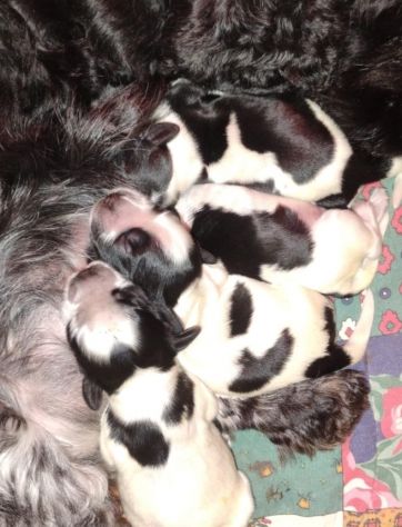 Cucciolata Cocker spaniel inglese Blu 5 - Foto 9