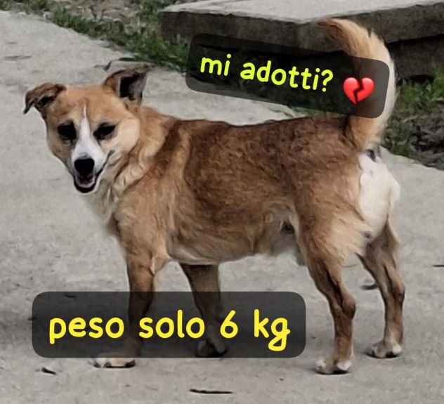 GERRY 7 ANNI 6 KG taglia piccola ORA E’ IN CANILE