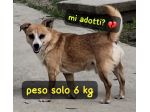 GERRY 7 ANNI 6 KG taglia piccola ORA E’ IN CANILE