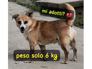 GERRY 7 ANNI 6 KG taglia piccola ORA E’ IN CANILE