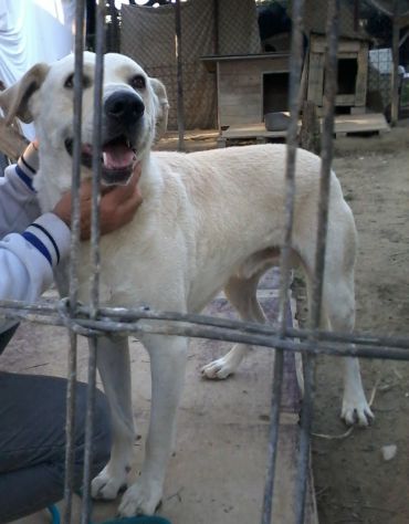 6anni entrato in box a 40 giorni VI PREGO FATELO USCIRE MIX LABRADOR ROMA - Foto 2
