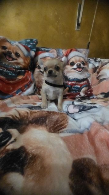 Chihuahua cuccioli toy - Foto 2
