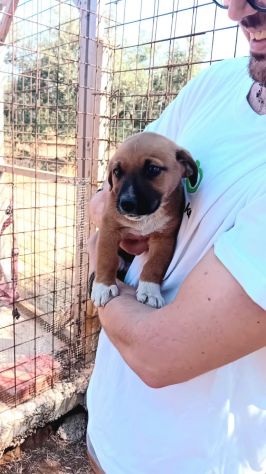 TURBO, 2 MESI E MEZZO (10/4/25), BUTTATO IN STRADA SENZA PIETÀ, CERCA CASA! - Foto 3