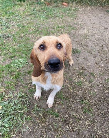CHESTER SIMIL SPINOCINO CANE IN ADOZIONE TG MEDIO CONTENUTA