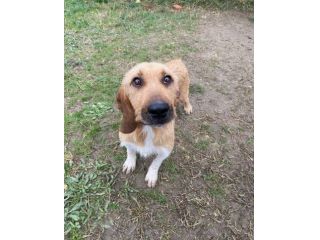 CHESTER SIMIL SPINOCINO CANE IN ADOZIONE TG MEDIO CONTENUTA