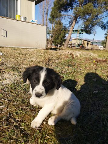 Splendidi cuccioli cercano casa