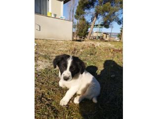 Splendidi cuccioli cercano casa