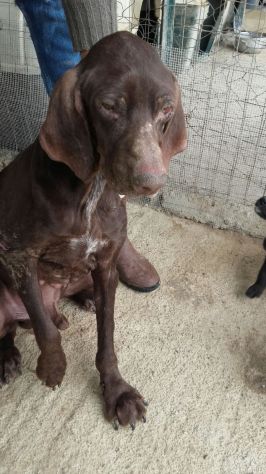 BACCO, adozione d'amore - Foto 5